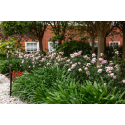 Queen of Sweden™ Queen of Sweden™